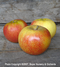 Cox Orange Pippin